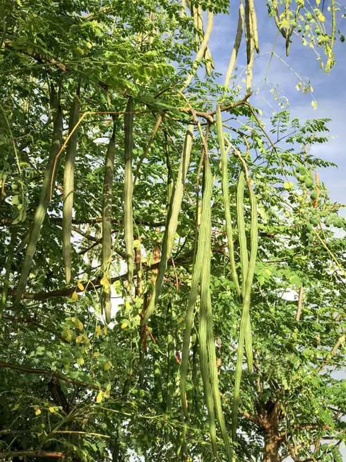  Perennial Vegetables You Can Plant Once and Enjoy for Years 13
