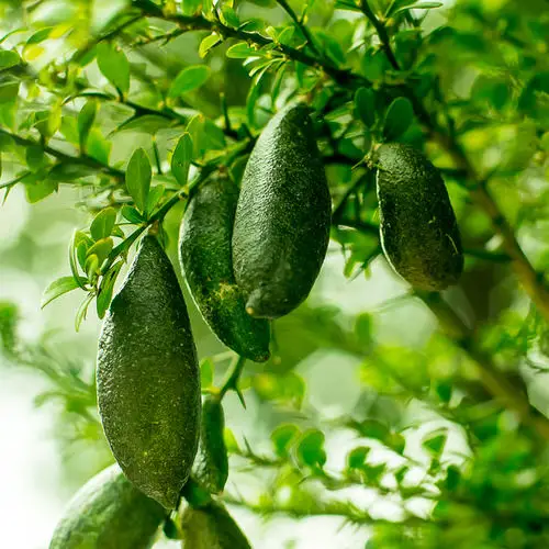 top Unique Fruits from All Around the World
