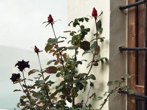 Black Rose Varieties and Types: Significance