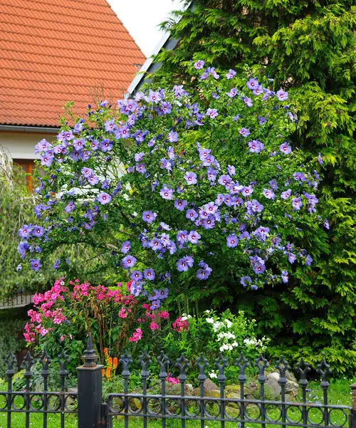 Cold Hardy Tropical Plants in garden 2