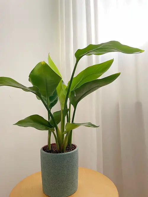 Indoor Plants With A Banana Tree-Like Aspect