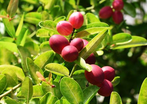 beautiful Unusual Fruits from Across the Whole World