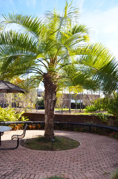 Mule Palm Tree 2