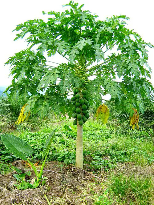  Perennial Vegetables  16