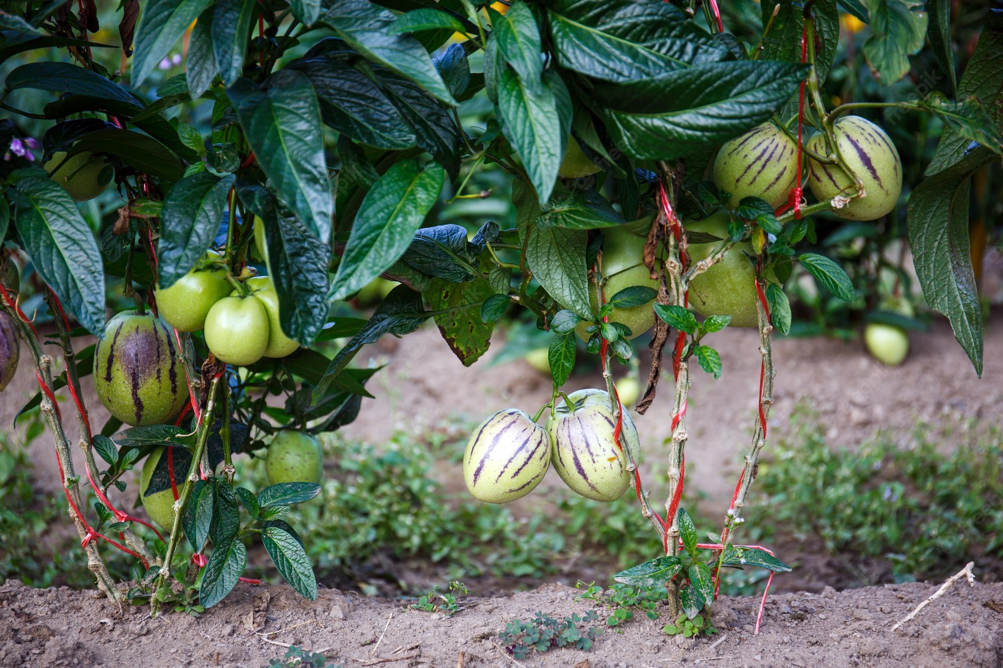 Fruits from All Over the World