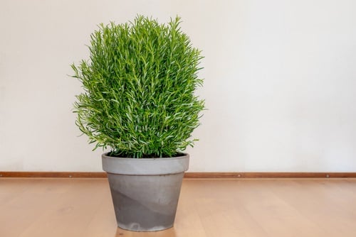 Secrets To Grow Fuller and Bushier Rosemary