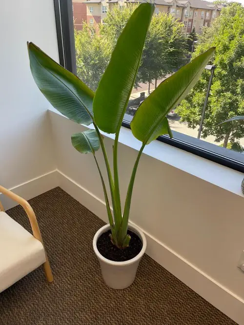 best Indoor Plants With A Banana Tree-Like Aspect