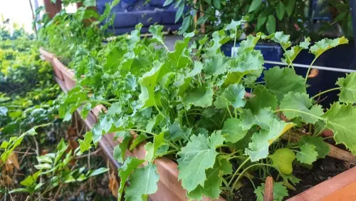 Edible Balcony Gardens 8