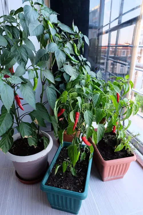 Edible Balcony Gardens 9