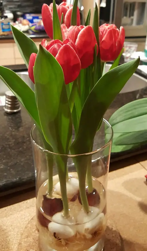 Grow Indoor Plant Containers and Vases