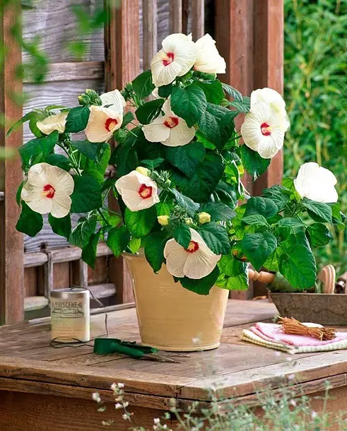 Top Asian Flowers for Garden Growing 
