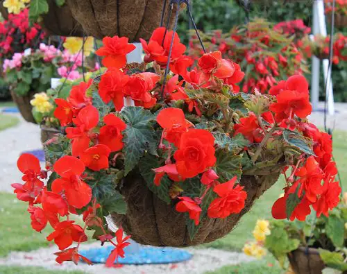 Best Hanging Basket Flowers