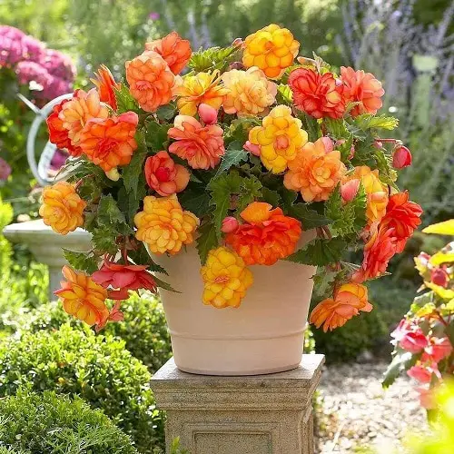 Plants for North Facing Balcony Garden