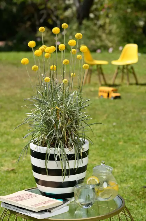 Types of Yellow Flowers for Garden 