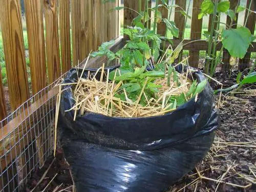 potatoes in garbage bag