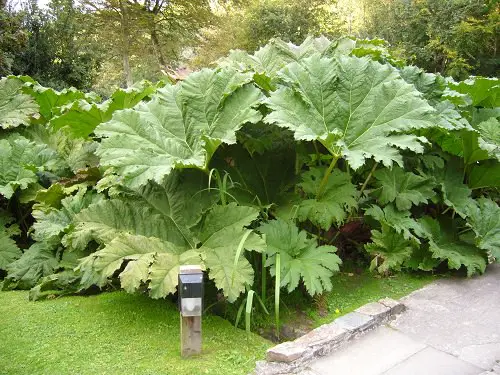 Big Leaf Outdoor Plants