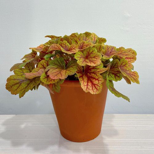 Different Types of Heucheras