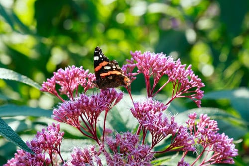Flowers that Attract Butterflies
