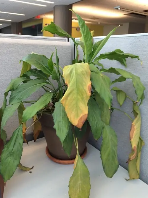 Common Peace Lily Problems