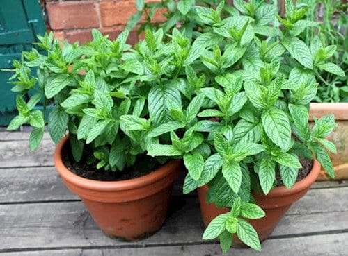 Best Types of Mint Varieties to Grow in Garden and Containers