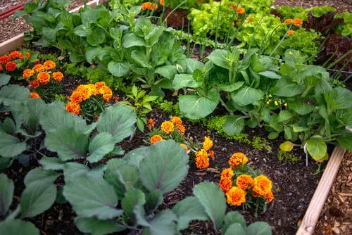 Get Rid of Aphids Naturally