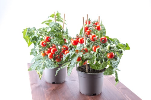 Things to Grow for Tastiest Burger Ever 