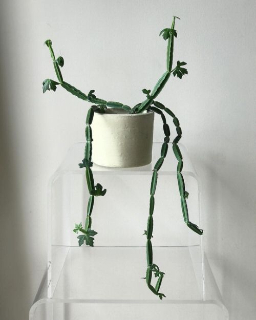 Different Types of Cissus Varieties that Become Excellent Houseplants