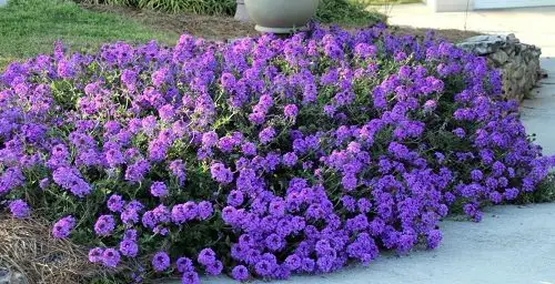Types of Purple Flowers 