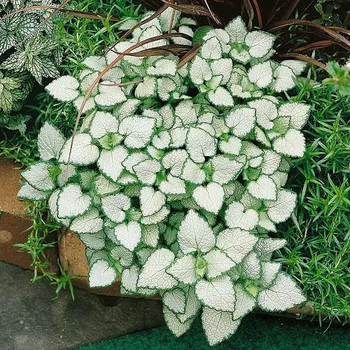 Best Lamium Varieties