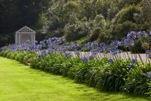 Plants That Resist Deer That You Can Grow
