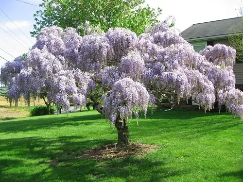 Purple Flower Names
