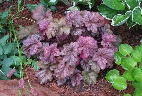 Best Heuchera Varieties in backyard