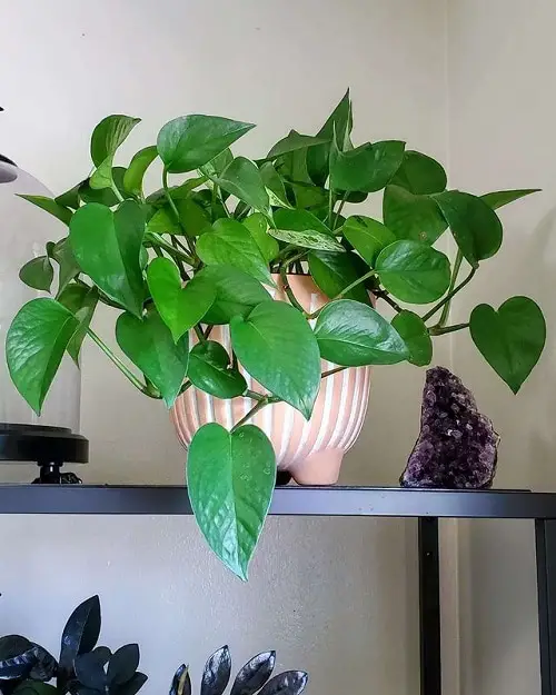 Best Pothos to Grow in shelves
