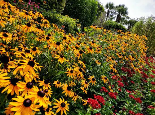 Flowers that Attract Butterflies 6