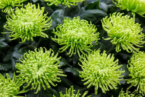 Types of Green Flowers you never knew about