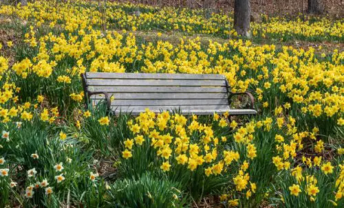 Plants That Can Resist Deer