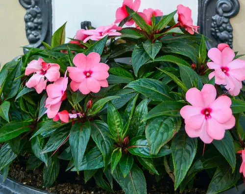 Best Flowers for Balcony Garden 6