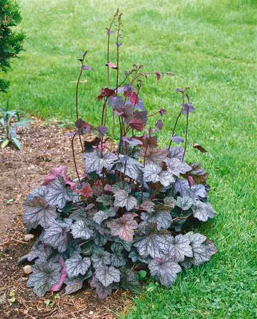 Different Types of Heucheras