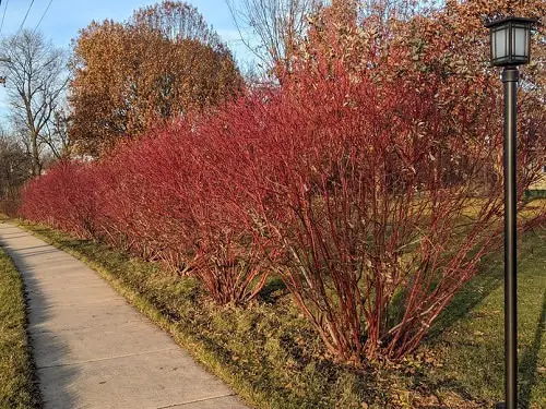 Fast Growing Privacy Shrubs 6