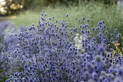 Types of Purple Flowers 6