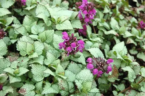 Best Lamium Varieties 6