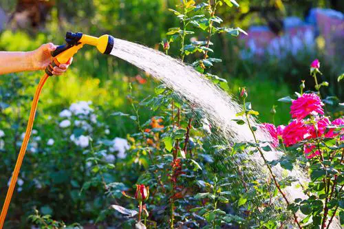 Get Rid of Aphids Naturally 10