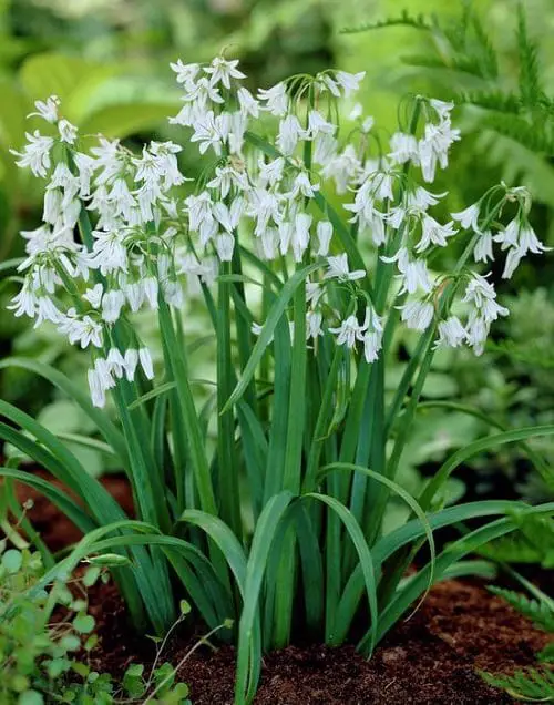 Best Allium Varieties 6