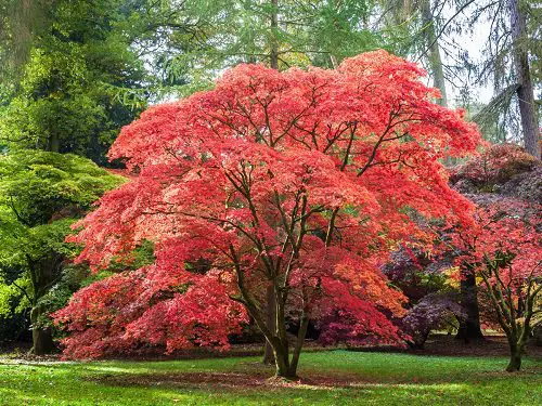 Trees With Red Leaves 8