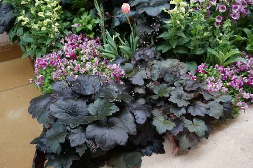 top Different Types of Heucheras