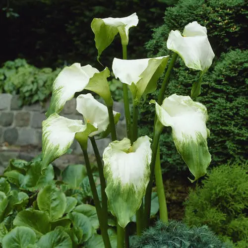 Green flower varieties you may not have known about