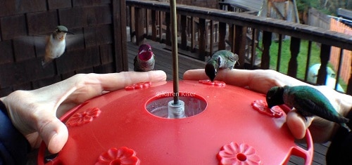 Hand Feeder