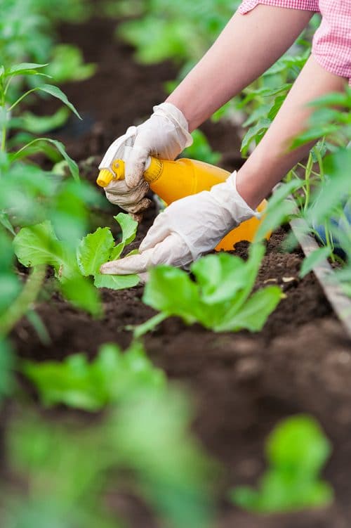 Clever Hacks to Keep Chipmunks Out of Garden 3