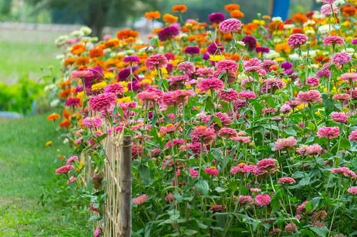Plants You Can Grow That Resist Deer