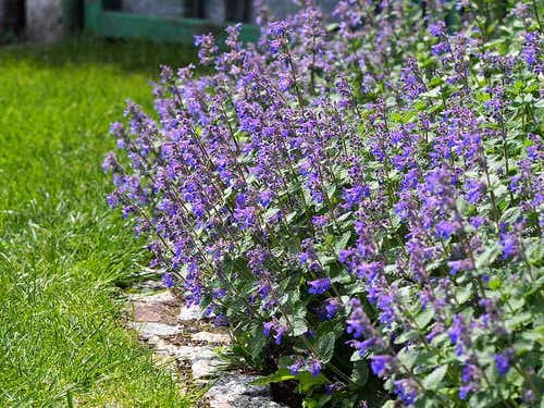 Flowers that Attract Butterflies 7
